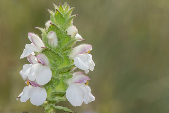 Photographs of the Nature of Greece and the Mediterranean (plants and animals)