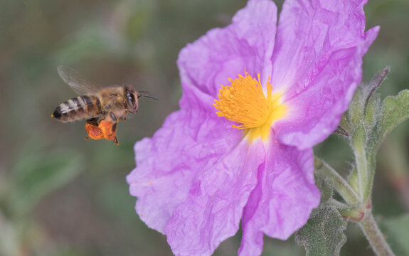 Photographs of the Nature of Greece and the Mediterranean (plants and animals)