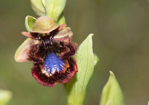 Photographs of the Nature of Greece and the Mediterranean (plants and animals)