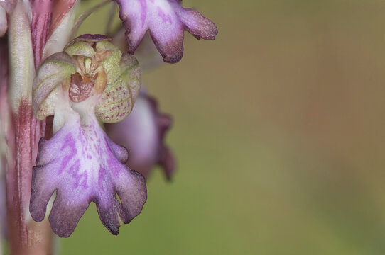 Photographs of the Nature of Greece and the Mediterranean (plants and animals)