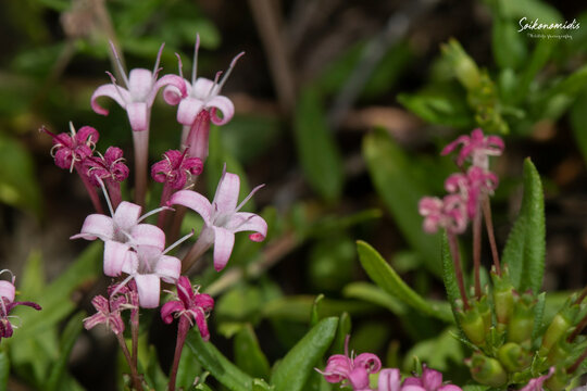 Photographs of the Nature of Greece and the Mediterranean (plants and animals)
