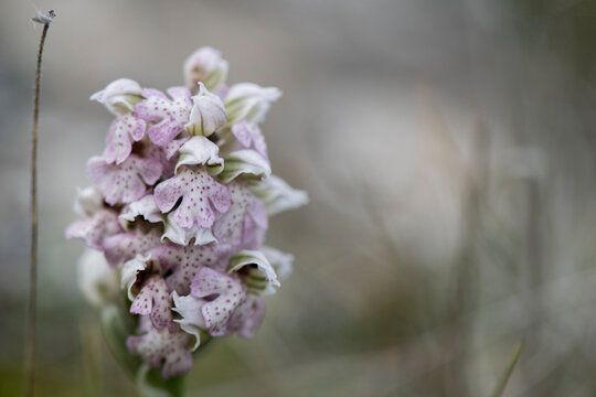 Photographs of the Nature of Greece and the Mediterranean (plants and animals)