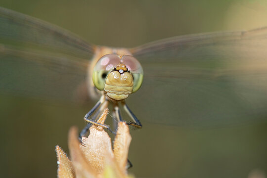 Photographs of the Nature of Greece and the Mediterranean (plants and animals)
