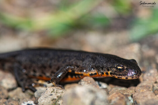 Photographs of the Nature of Greece and the Mediterranean (plants and animals)