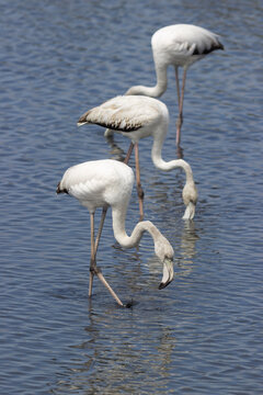 Three greater flamingos feeding in the shallow waters of Orbetello Lagoon, Feniglia, Tuscany. Vertical wildlife image capturing their elegant posture and calm Mediterranean habitat.