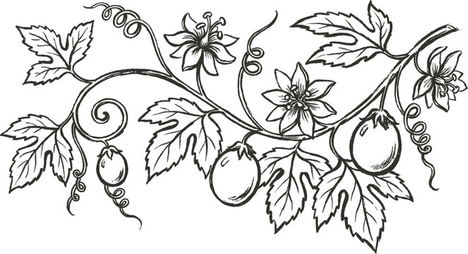 Tropical clip art passion flower vine illustration for summer designs