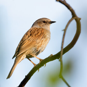 Dunnock