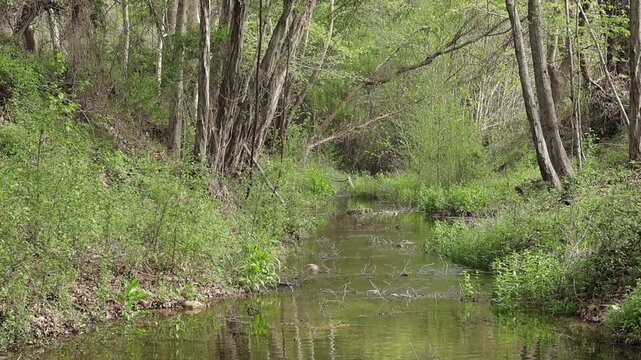 Tranquil stream flowing through a lush green riparian forest in Cyprus - 4K Video