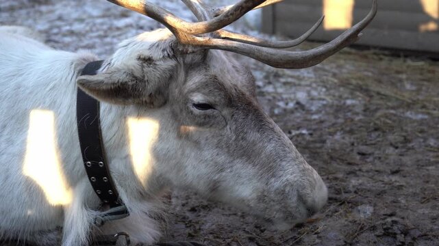 Close up view of northern white reindeer with sad eyes, majestic arctic animal portrait in natural habitat video