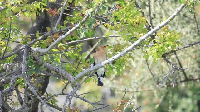 Eurasian Hoopoe (Upupa epops) perched on a tree branch in Cyprus - 4K Video
