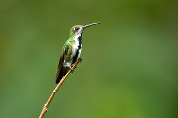 Fototapeta premium The black-throated mango (Anthracothorax nigricollis) is a species in subfamily Polytminae of the hummingbird family Trochilidae.