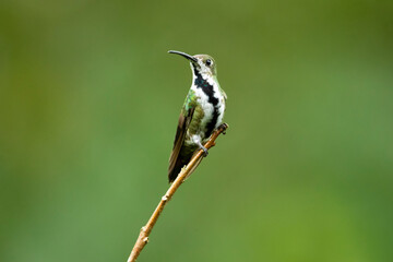 Fototapeta premium The black-throated mango (Anthracothorax nigricollis) is a species in subfamily Polytminae of the hummingbird family Trochilidae.