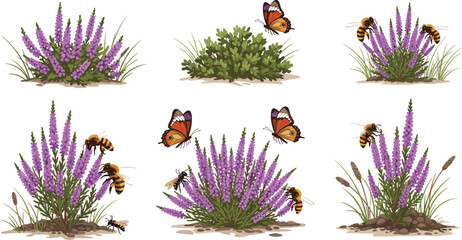 Purple Heather Bush Vector Set with Honey Bees Butterflies and Pollinator Insect Nature Scenes © MdNipon