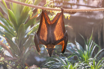 Fototapeta premium Fruit bat, also known as flying fox, hanging upside down on a rope with its translucent wings illuminated by tropical sunlight
