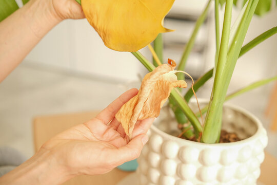 A person with light skin and long hair holds a yellow leaf from a green plant in a white decorative pot. The background is softly blurred.