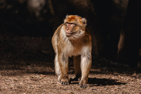 Barbary macaque standing confidently on a forest floor, observing surroundings in Ifrane National Park, Morocco