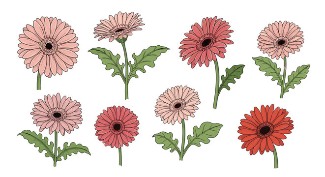 Collection of pink and red gerbera daisy flowers with green leaves isolated on a white background for floral design and arrangements.