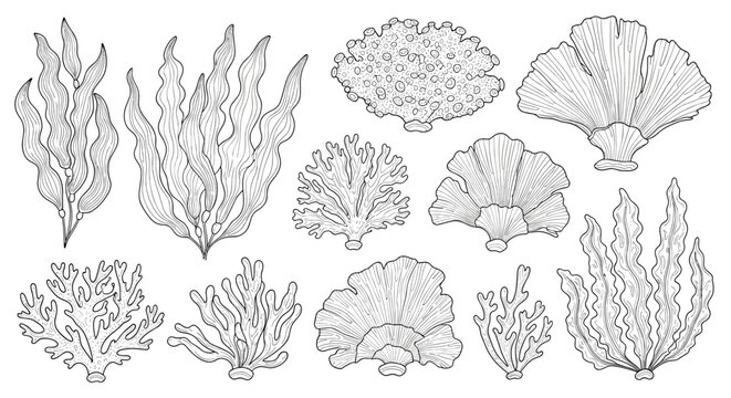 Extensive collection of detailed line art sketches depicting various coral reef formations and seaweeds in a marine set.