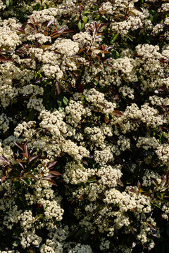 Vertical full frame shot of a Photinia serratifolia Red Robin hedge in full bloom with dense white flower corymbs and dark burgundy young leaves under bright afternoon sunlight