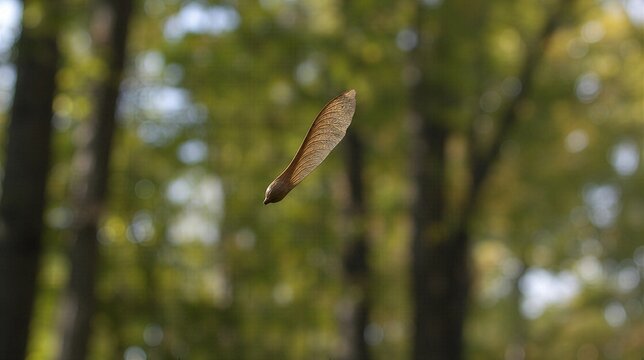 autogyro. A maple seed spiraling down against a blurred forest backdrop. representing seasonal cycles and harvest abundance, gardening catalogs, designed for gardening and botanical catalogs.