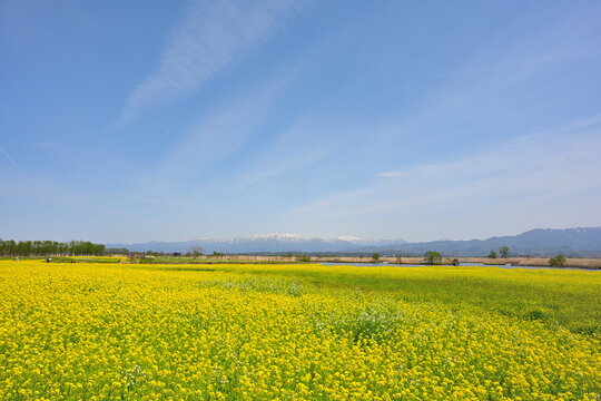 福島潟の菜の花畑と飯豊連峰（新潟県新潟市北区）