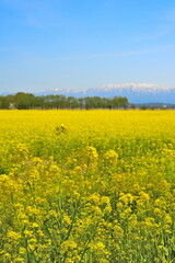 Fototapeta premium 福島潟の菜の花畑と飯豊連峰（新潟県新潟市北区）