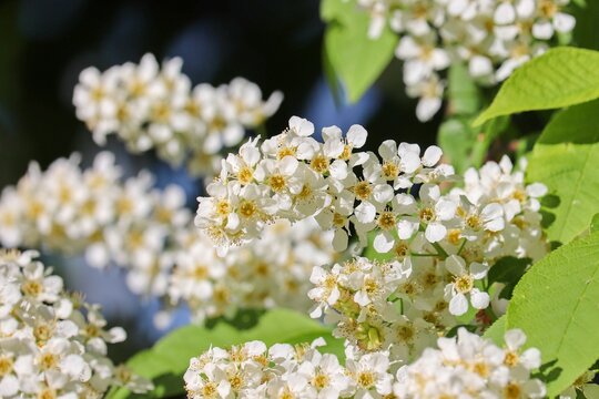 Traubenkirsche mit wei&szlig;en Bl&uuml;ten