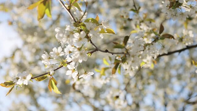 Cherry blossom flowers in springtime. Spring cherry blossom natural background. Blooming cherry blossoms in spring air. Soft spring cherry blossom petals