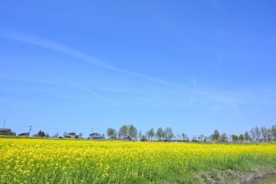 福島潟の菜の花（新潟県新潟市）