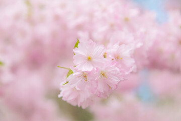 Fototapeta premium Soft pink cherry blossoms in bloom on a spring branch with delicate petals and bokeh background