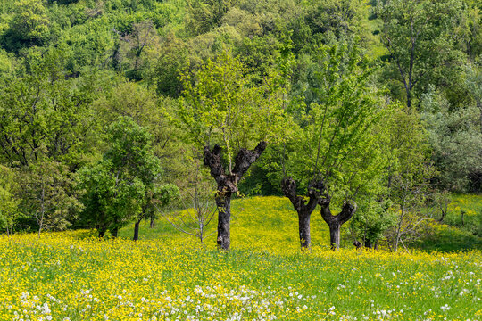 Lush green landscape featuring ancient pollarded trees in a vibrant meadow filled with blooming yellow wildflowers and dandelions under bright natural daylight in a rural countryside setting