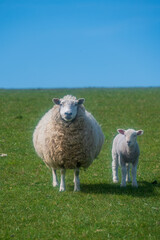 Fototapeta premium Lambs on the South Downs