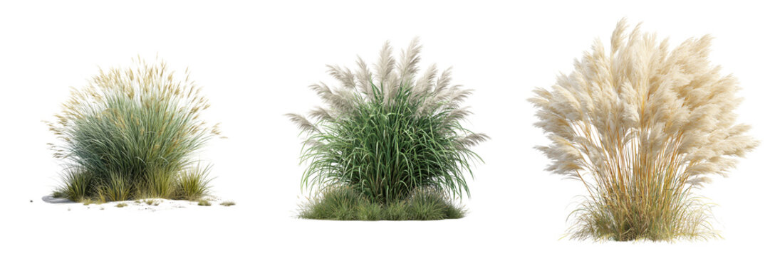 Set of Tall elegant pampas grass stems standing upright, soft natural feathery plumes on transparent png background. Ai generated