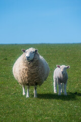 Obraz premium Lambs on the South Downs