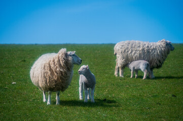 Fototapeta premium Lambs on the South Downs