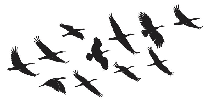 Set of black bird silhouettes in different flight poses with wing span silhouette set black and white silhouette art flying birds wild bird silhouette wildlife collection isolated creature