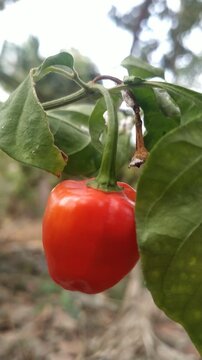 Red Chili Peppers Growing on Plant in Natural Garden &ndash; Fresh Organic Hot Pepper 4K