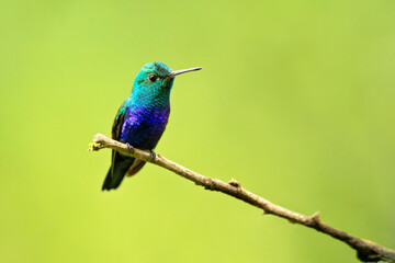 Fototapeta premium The violet-bellied hummingbird (Chlorestes julie) is a species of hummingbird characterized by the male's shimmering violet belly