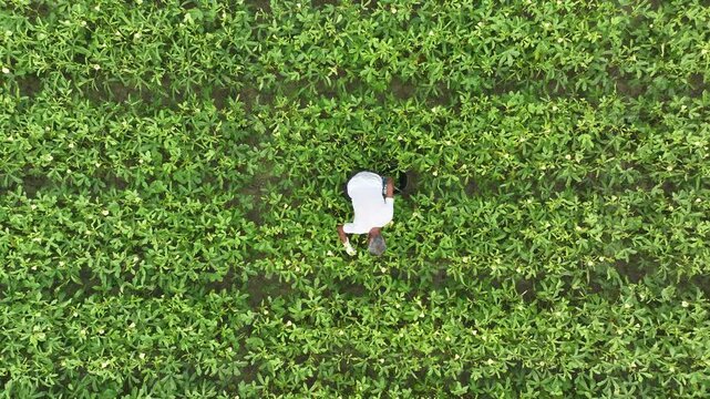 Aerial top view of farmer harvesting okra in a green field