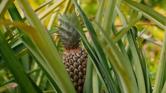 Pineapple ripening in a tropical garden, close up of fresh exotic fruit growing on plant with green leaves in natural sunlight, organic agriculture and healthy food concept, vibrant detail and natural