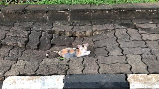 A small calico kitten rests on a wet, textured brick pathway next to a curb.