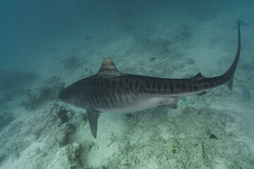 Fototapeta premium shark in the sea