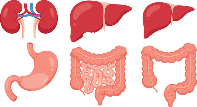 Set of 6 Vector Illustrations of Human Organs Including Kidneys, Liver, Stomach, and Intestines for Websites, Apps, and Educational Designs