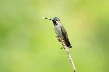 Fototapeta premium The long-billed starthroat (Heliomaster longirostris) is a species of hummingbird in the 