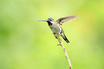 Fototapeta premium The long-billed starthroat (Heliomaster longirostris) is a species of hummingbird in the 