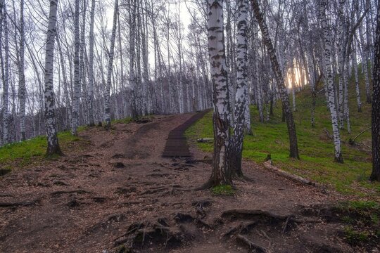 A wooden staircase leads through a birch forest on the Kok Zhailau trail in Almaty, Kazakhstan. This image is suitable for travel blogs, environmental backgrounds, and lifestyle content.