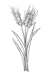 Fototapeta premium 咲き誇るオオムギの花の手描きの線画イラスト