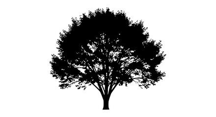 Silhouette of a lush deciduous tree © Morham