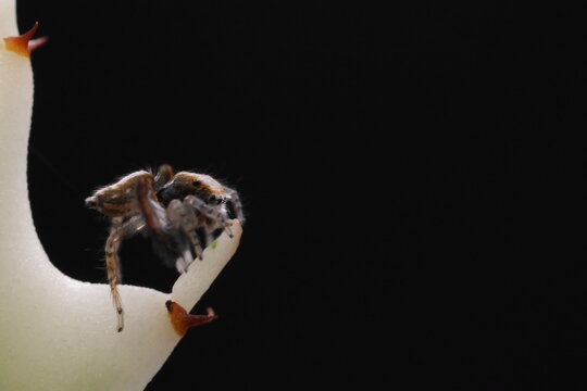 Saitis barbipes Male Jumping Spider Macro on Leaf | Salticidae Adult Close-Up with Iridescent Eyes | Tiny Furry Spider Wildlife Macro Photography with Soft Bokeh Background