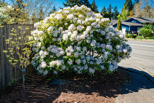 Residential Spring Rhododendron 7